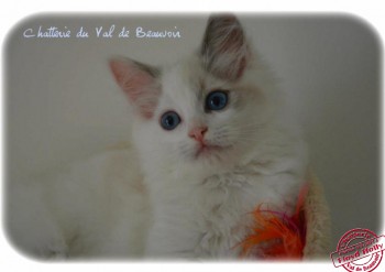 ragdoll : femelle blue bicolour - 11 semaines - Chatterie Ragdolls du Val de Beauvoir